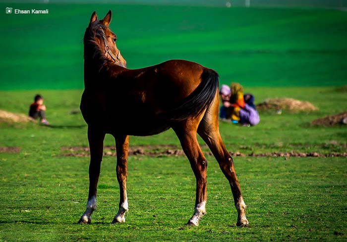اسب ترکمن صحرا